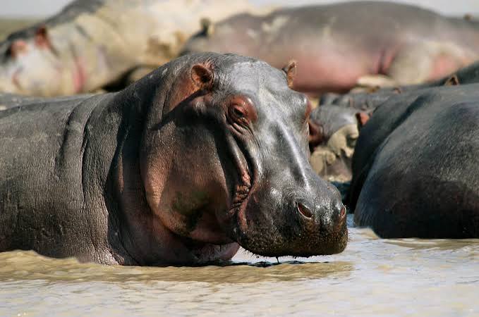 Zambia and Malawi Cross-Border Wildlife Safari